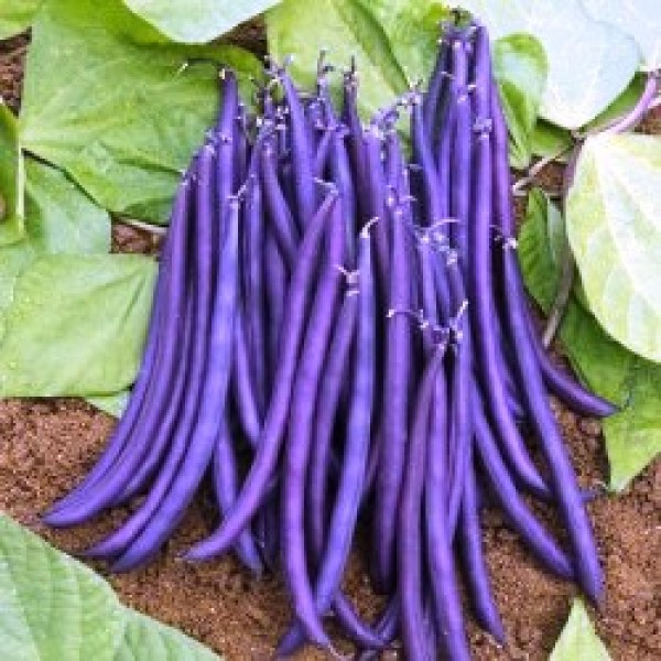 Omaxe Climbing Beans Violette (25 seeds)